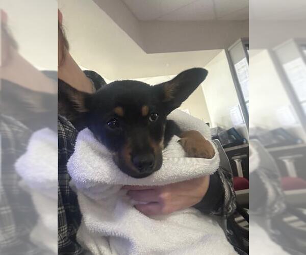 Medium Photo #1 German Shepherd Dog-Unknown Mix Puppy For Sale in Pasadena, TX, USA