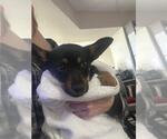 Small German Shepherd Dog Mix