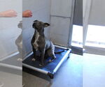 Small #5 American Bulldog