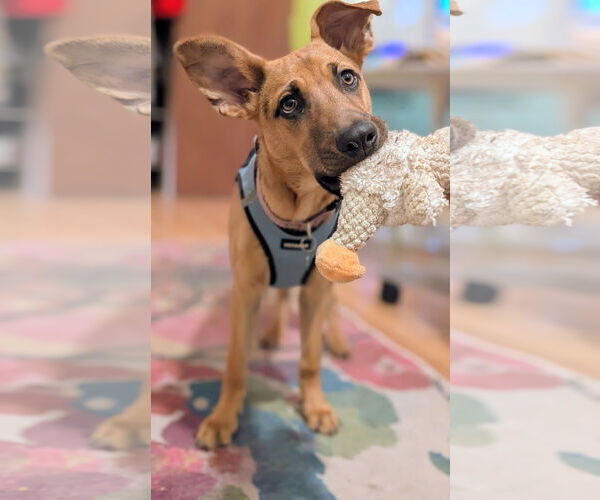 Medium Photo #2 German Shepherd Dog-Unknown Mix Puppy For Sale in Aurora, CO, USA