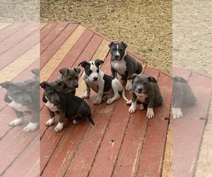 American Bully Puppy for sale in CHARLOTTE, NC, USA