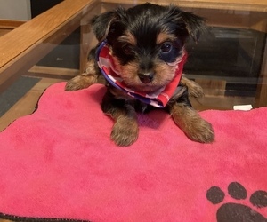 Yorkshire Terrier Puppy for Sale in OAK LAWN, Illinois USA