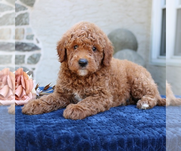 Medium Photo #3 Goldendoodle Puppy For Sale in NARVON, PA, USA