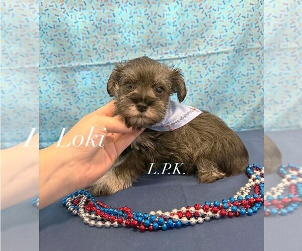 Medium Photo #1 Schnauzer (Miniature) Puppy For Sale in WINNSBORO, LA, USA