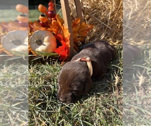 Labrador Retriever Puppy for Sale in NEOLA, West Virginia USA
