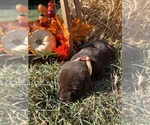 Image preview for Ad Listing. Nickname: AKC Labs