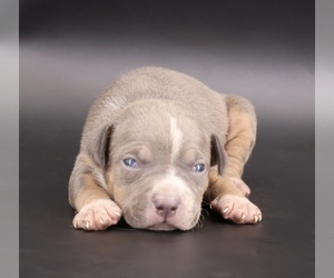 American Bully Puppy for sale in CHAMPAIGN, IL, USA