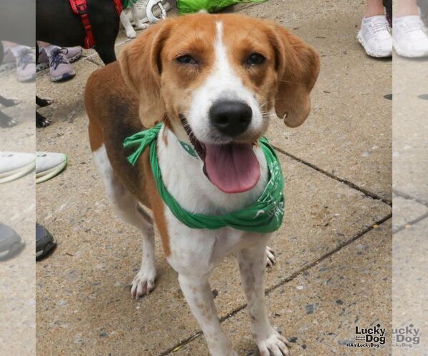 Medium Photo #3 Mutt Puppy For Sale in Washington, DC, USA