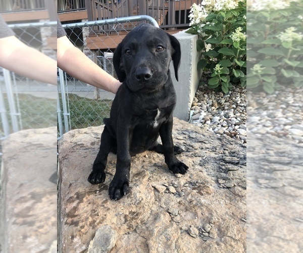 Medium Photo #8 Mastador Puppy For Sale in MONTGOMERY, IN, USA