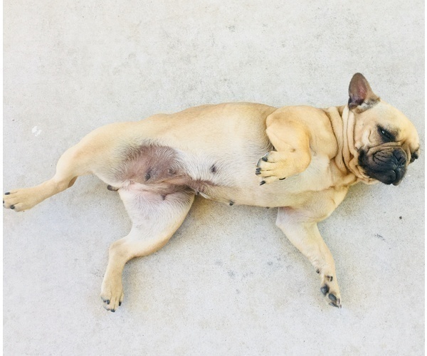 Medium Photo #15 French Bulldog Puppy For Sale in BAKERSFIELD, CA, USA