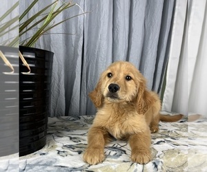 Golden Retriever Puppy for sale in GREENWOOD, IN, USA