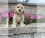Small Photo #4 Cockapoo Puppy For Sale in CANOGA, NY, USA