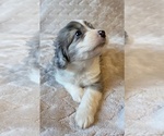 Small #11 Aussiedoodle