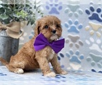 Small Photo #3 Cavapoo Puppy For Sale in LANCASTER, PA, USA