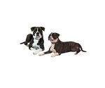 Small Photo #1 Alapaha Blue Blood Bulldog Puppy For Sale in NEWVILLE, PA, USA