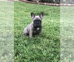 Small Photo #47 French Bulldog Puppy For Sale in WHITTIER, CA, USA