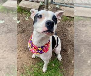 Mutt Dogs for adoption in Tulsa, OK, USA