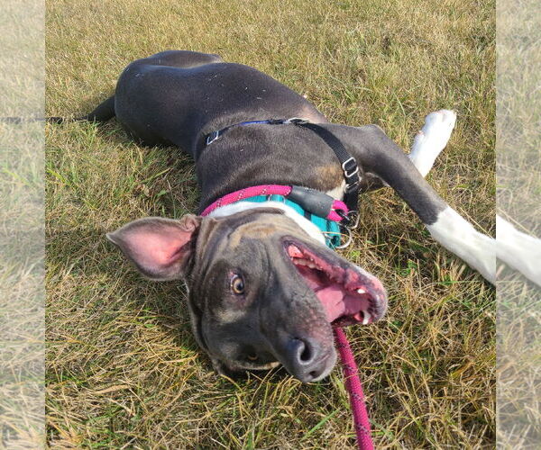Medium Photo #27 American Pit Bull Terrier Puppy For Sale in Fargo, ND, USA
