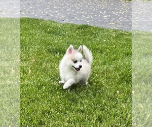 Pomsky Puppy for Sale in DECATUR, Indiana USA