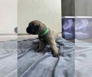 Medium Mastiff