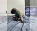 Puppy Green Mastiff