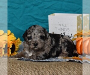 Poodle (Miniature)-Sheepadoodle Mix Puppy for sale in SUNBURY, PA, USA