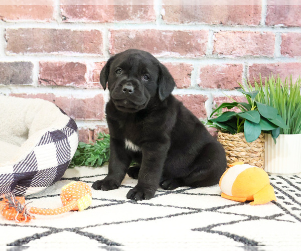 Medium Photo #3 Labrador Retriever Puppy For Sale in SYRACUSE, IN, USA