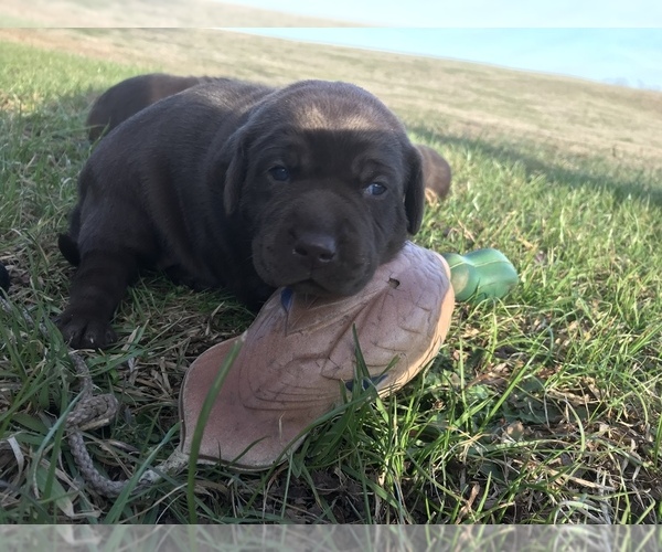 Medium Photo #1 Labrador Retriever Puppy For Sale in CHESNEE, SC, USA