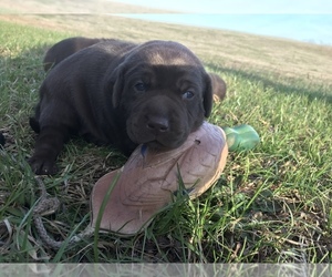 Labrador Retriever Puppy for sale in CHESNEE, SC, USA