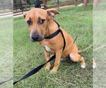 Small #3 Labrador Retriever Mix