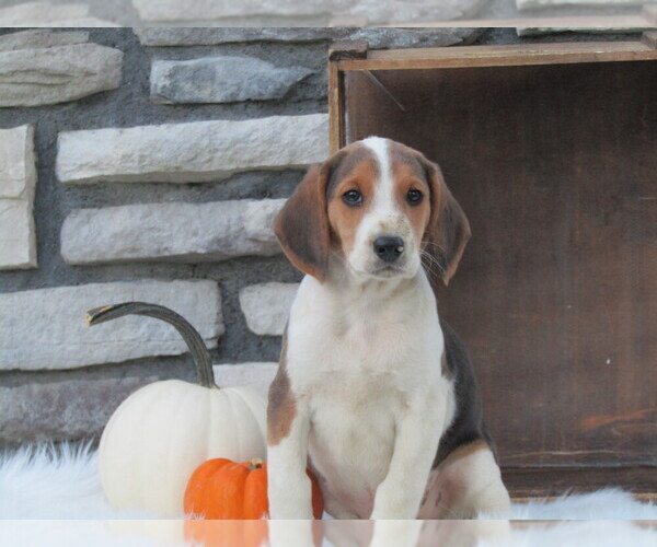 Medium Photo #10 Beagle Puppy For Sale in SUGARCREEK, OH, USA
