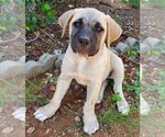 Puppy 2 Cane Corso-Great Pyrenees Mix