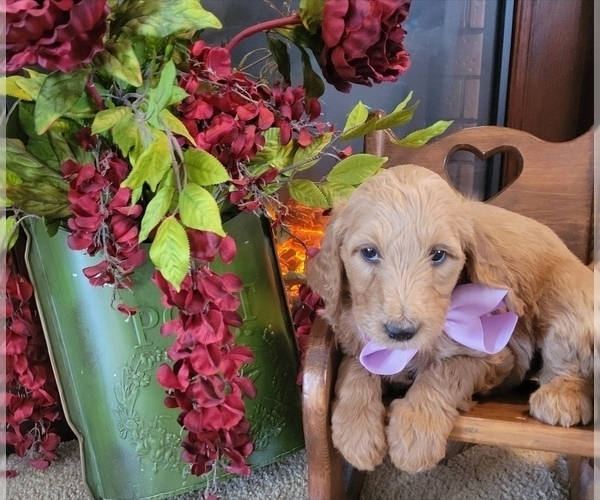 Medium Photo #1 Goldendoodle mix (+ Poodle Standard) Puppy For Sale in JACKSBORO, TX, USA