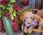Puppy Purple bow girl Goldendoodle mix (+ Poodle Standard)