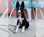 Small #2 Border Collie Mix