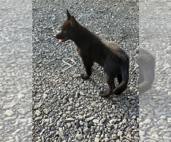 Medium Photo #4 German Shepherd Dog Puppy For Sale in PULASKI, PA, USA