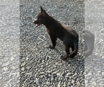Small #3 German Shepherd Dog