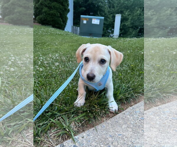 Medium Photo #5 Mutt Puppy For Sale in Derwood, MD, USA