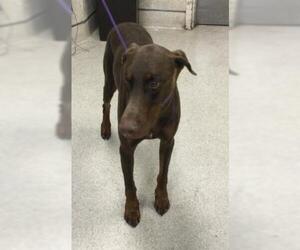 Doberman Pinscher Dogs for adoption in Riverside, CA, USA