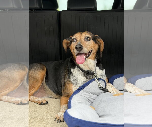 Medium Photo #2 Beagle Puppy For Sale in Wheaton, IL, USA