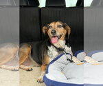 Small #1 Beagle