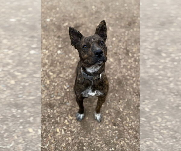 Medium Photo #3 American Pit Bull Terrier-Unknown Mix Puppy For Sale in Corning, AR, USA