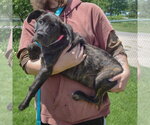 Small #1 Holland Shepherd Mix