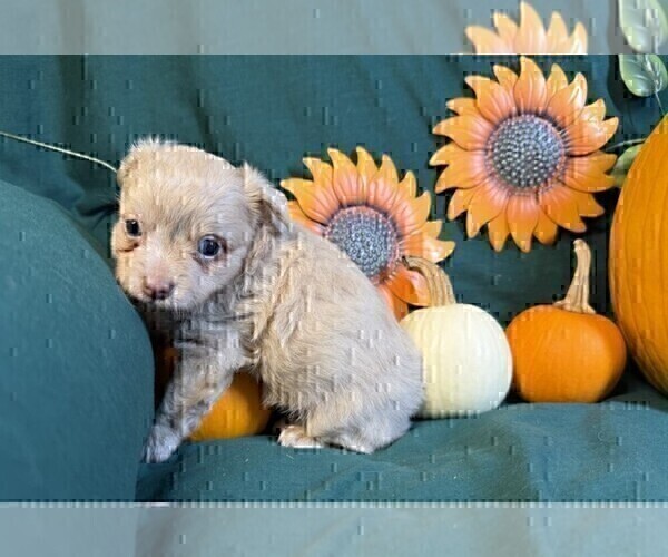 Medium Photo #14 Chihuahua Puppy For Sale in JENSEN BEACH, FL, USA