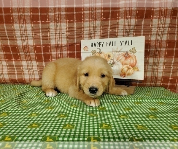 Medium Photo #5 Golden Retriever Puppy For Sale in FALCON, CO, USA