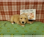Small #4 Golden Retriever