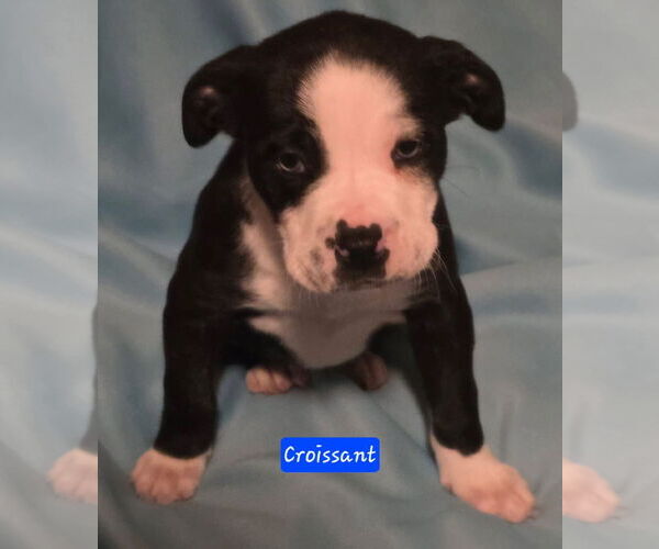 Medium Photo #4 Boston Terrier-Unknown Mix Puppy For Sale in Alexander, AR, USA
