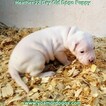 Small Photo #71 Dogo Argentino Puppy For Sale in JANE, MO, USA