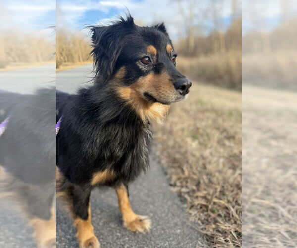 Medium Photo #2 Australian Shepherd Puppy For Sale in Mooresville, NC, USA