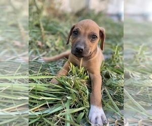 Rhodesian Ridgeback Puppy for sale in MOSCOW, ID, USA